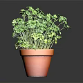 Vibrant Lush Green Leafy Plant in Terracotta Pot on Dark Background