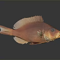 Orange Fish Displaying Organs And Hair like Scales With Fins Eyes And Reflection In Studio
