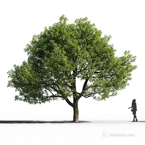 Tall Arbor With Lush Green Leaves Standing Outdoor Near Walking Person 3d model 