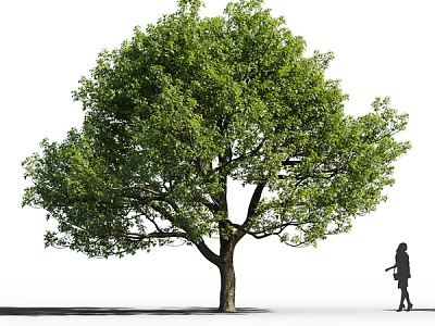 Tall Arbor With Lush Green Leaves Standing Outdoor Near Walking Person 3d model