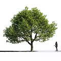 Tall Arbor With Lush Green Leaves Standing Outdoor Near Walking Person