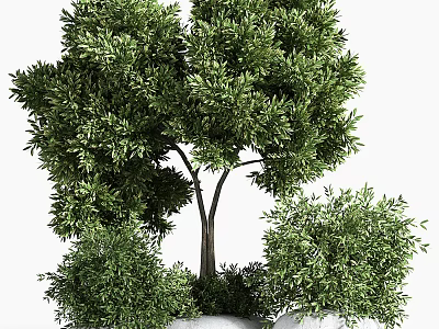 Lush Green Bonsai Potted Plants With Dense Foliage And Various Sizes 3d model