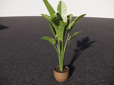 Large Green Indoor Plant With Broad Leaves In Brown Terracotta Pot 3d model