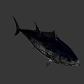 Fresh Deep Sea Tuna Fish Swimming In Blue Water For Seafood Dishes