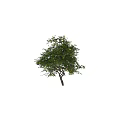 Natural Style Decorative Ornament Set With Lemon Tree Green Leaves And Yellow Fruits