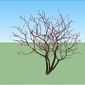 Tall Arbor With Pink Flowers And Branches Against Blue Sky And White Clouds