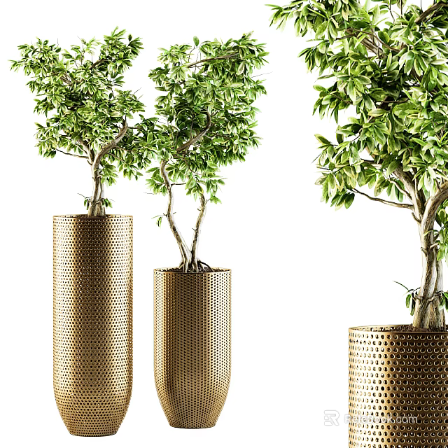Green Bonsai Plants in Golden Perforated Pots with Tree Like Foliage 3d model 