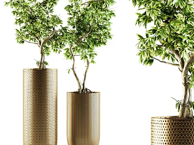 Green Bonsai Plants in Golden Perforated Pots with Tree Like Foliage 3d model