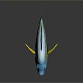 Vibrant Tropical Fish With Blue Body Yellow Stripes And Yellow Fins