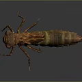 Realistic Insect 3D Model with Brown Green Stripes and Rough Texture on Dark Background