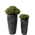Two Decorative Bonsai Plants in Black Textured Pots with Green Lush Foliage