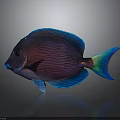 Colorful Striped Tropical Fish With Vibrant Blue Fins Purple Body And Green Tail