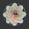 Decorative Succulent Plant in Blue Pot with Pink and Green Petals