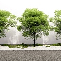 Modern Landscape Tree Sophora Tree Street Tree Arbor Landscape Tree 3d model