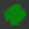 Tall Deciduous Tree With Lush Green Foliage And Straight Trunk In Natural Environment