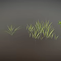 Green Plants With Slender Grass Leaves And Branches With White Small Flowers