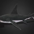 Detailed Realistic Shark 3D Rendering With Sharp Fins And Lifelike Body