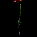 Beautiful Red Rose Flower With Fresh Green Stem And Lush Leaves