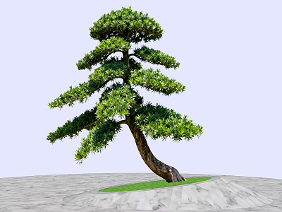 Curved Trunk Pine Tree With Lush Green Foliage On Green Grass And Gray Stone Pavement 3d model