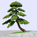 Curved Trunk Pine Tree With Lush Green Foliage On Green Grass And Gray Stone Pavement