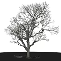 Tall Bare Branch Arbor with Thick Trunk and Stones on Gray Grid Ground