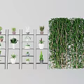Potted Bonsai Plants Arranged On Shelves With Green Hanging Plant Wall
