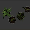 Various Cacti and Succulents in White Pots on Reflective Floor with Gray Background