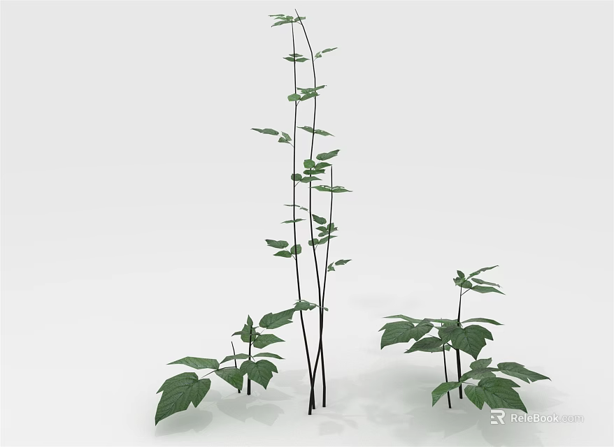 Freshwater Aquatic Plants With Long Stems And Green Leaves Against White Background 3d model 
