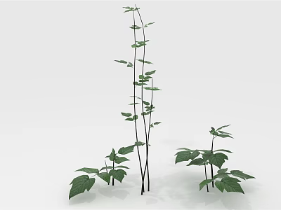 Freshwater Aquatic Plants With Long Stems And Green Leaves Against White Background 3d model