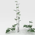 Freshwater Aquatic Plants With Long Stems And Green Leaves Against White Background
