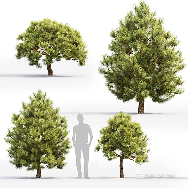 Four Green Pine Trees With Human Silhouette For Size Comparison 3d model