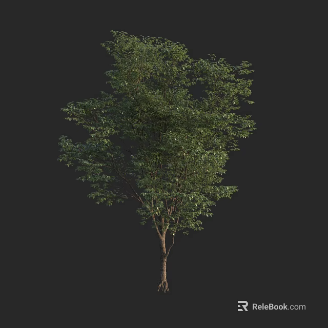 Lush Green Arbor With Dense Foliage And Strong Trunk Isolated On Black 3d model 
