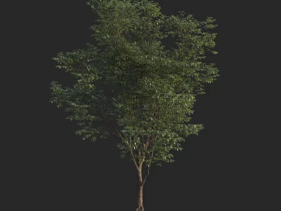 Lush Green Arbor With Dense Foliage And Strong Trunk Isolated On Black 3d model