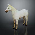 White Horse Standing Against Dark Background With Clear Reflection On Shiny Surface 3d model