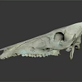 Medical Device Animal Skull Anatomical Model For Educational And Research Use