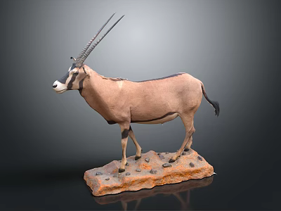 Light Brown Oryx Taxidermy Mount With Long Horns Rock Base 3d model