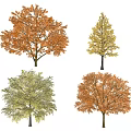 Vibrant Autumn Arbor Trees with Yellow Orange Red and Golden Foliage