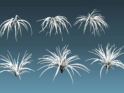 Six Decorative Feathery White Grass Plants Design on Blue Background 3d model