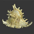 Conch Shell Featuring Yellowish White Color Detailed Texture Spiky Edges And Reflection On Dark Background