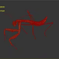 Green Praying Mantis With Long Legs And Distinctive Posture On Dark Background