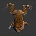 Brown Spotted Frog With Inflated Throat And Detailed Skin On Reflective Surface