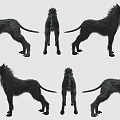 Black Wolf 3D Model Game and Movie Character With Different Angles Views