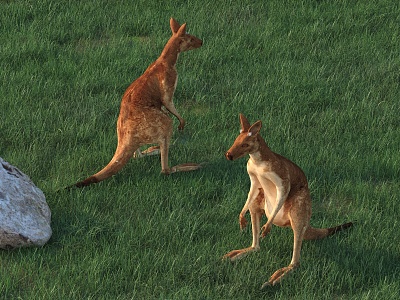 kangaroo animal 3d model