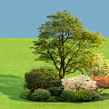 Various Shrubs with Green Pink Red Foliage Surrounding Big Tree on Grassland Under Blue Sky