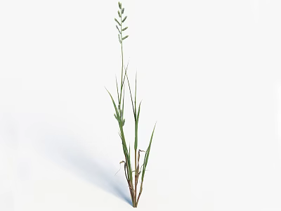 Green Grass Plant With Slender Stem Leaves And Spikelets On White Background 3d model