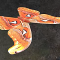 Sapium tallow large silkworm moth Huang moth Atlas moth snakehead moth snakehead butterfly overlord butterfly overlord moth and other insect animals 3d model