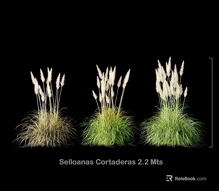 Stylish Selloanas Cortaderas 2.2 Mts Decorative Grass Ornament Set for Home Decor 3d model 