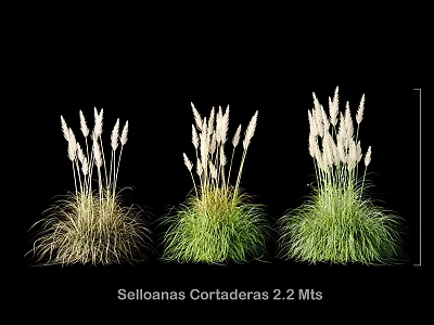 Stylish Selloanas Cortaderas 2.2 Mts Decorative Grass Ornament Set for Home Decor 3d model