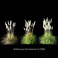 Stylish Selloanas Cortaderas 2.2 Mts Decorative Grass Ornament Set for Home Decor