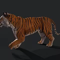 Realistic 3D Tiger Model With Orange Black Stripes And White Face Standing On Black Background
